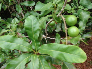 Giống Macadamia Integrifolia (Mắc Ca Lá Nhẵn)